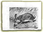 Joseph Beuys - American Hare Sugar